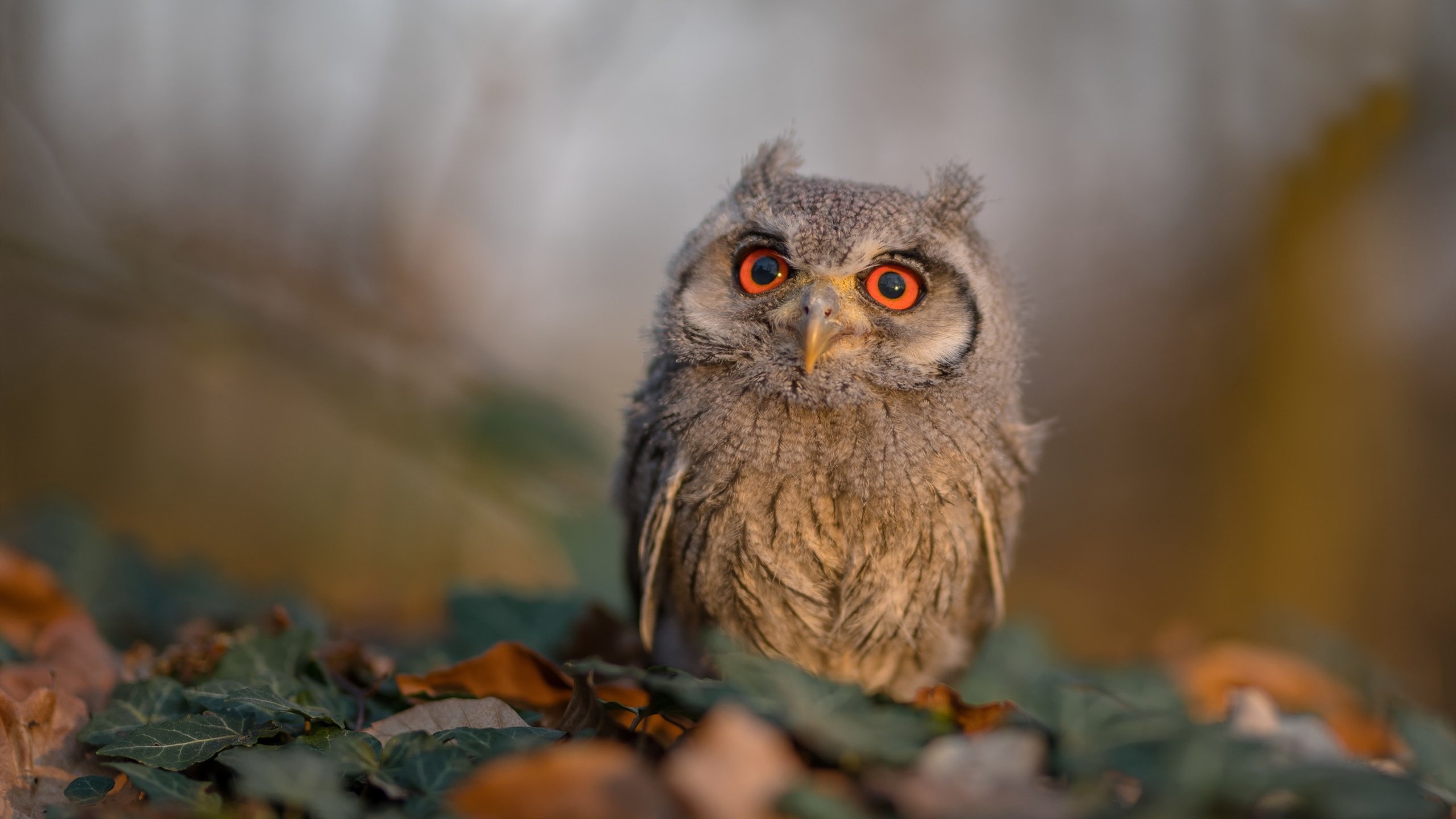 爱游戏 电竞-“联赛次轮焦点战：争冠集团火力全开”，《争冠军》