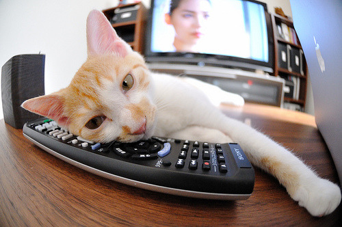 印度在2024年T20世界杯中击败南非夺冠,印度进世界杯