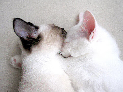 AYX体育官网-塞内加尔骑手马马杜·巴在非洲马术锦标赛后成为马术协会主席，推动马术运动发展。