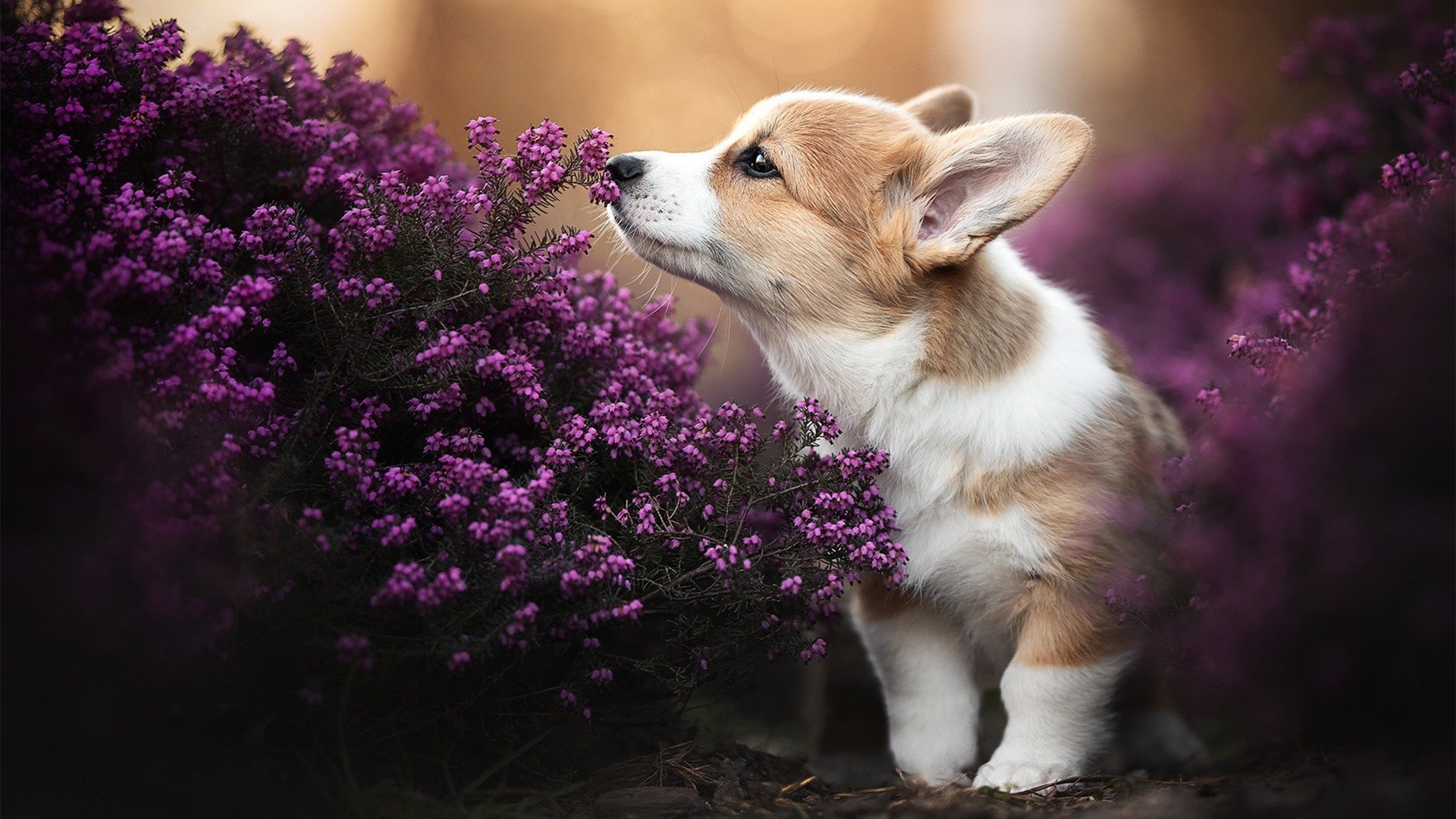 德甲创新比赛规则，提升比赛节奏和精彩程度，德甲创新比赛规则,提升比赛节奏和精彩程度