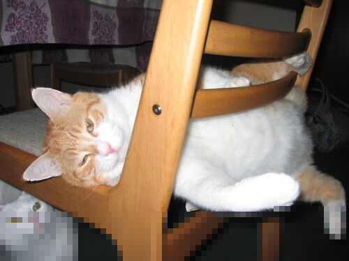 爱游戏在线登录入口-现场裁判的故事：坚持公平的守护者，现场裁判的故事_坚持公平的守护者是什么