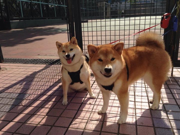 爱游戏中国官方网站平台-赛场激烈：上海队虽败犹荣，表现仍获得极高评价！，上海队夺冠