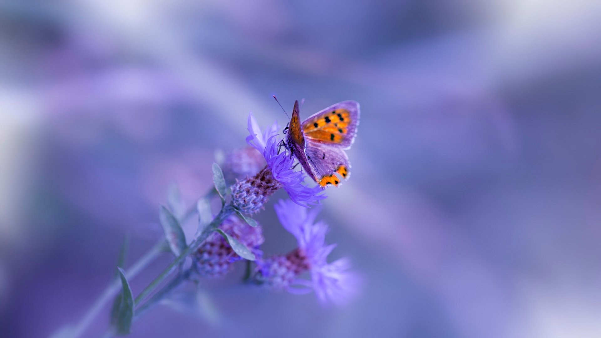 逆转“奇迹夜”:那些让欧洲球迷疯狂的经典瞬间,nba逆转奇迹