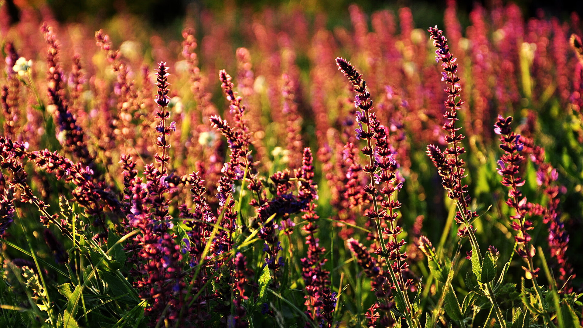 爱游戏娱乐网址-马德里德比的历史与未来：谁才是真正的王者？，马德里德比哪个台直播