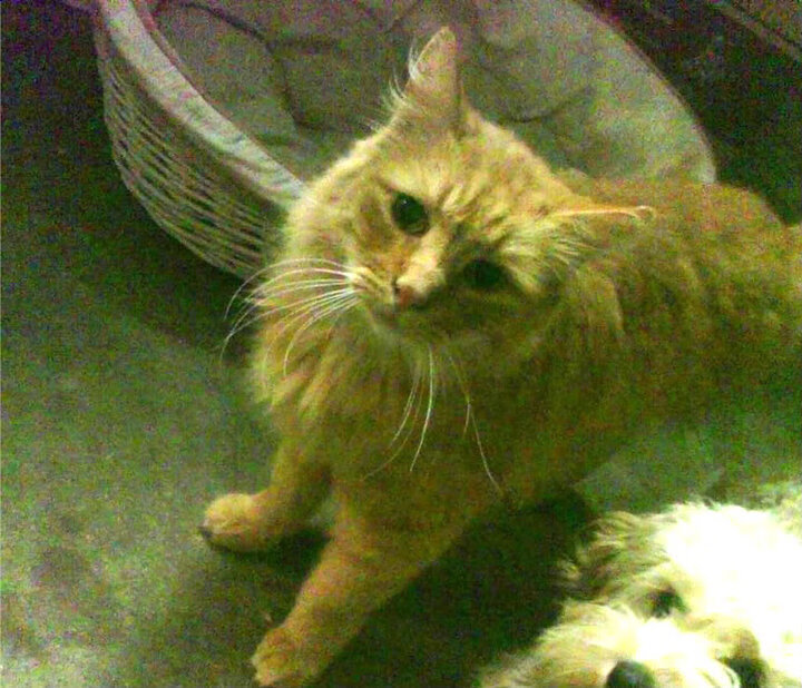 RNG战队夏季赛集训开启,备战形势严峻,rng夏季赛被淘汰了吗