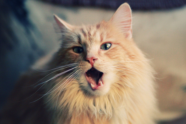 AYXSPORTSAPP-RNG执行团队更新，强化赛场战术调整能力，rng晋级形势