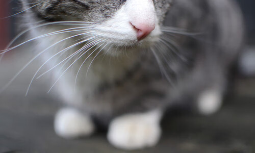 俄罗斯女篮夺取欧洲联赛冠军,势不可挡,俄罗斯女篮厉害吗