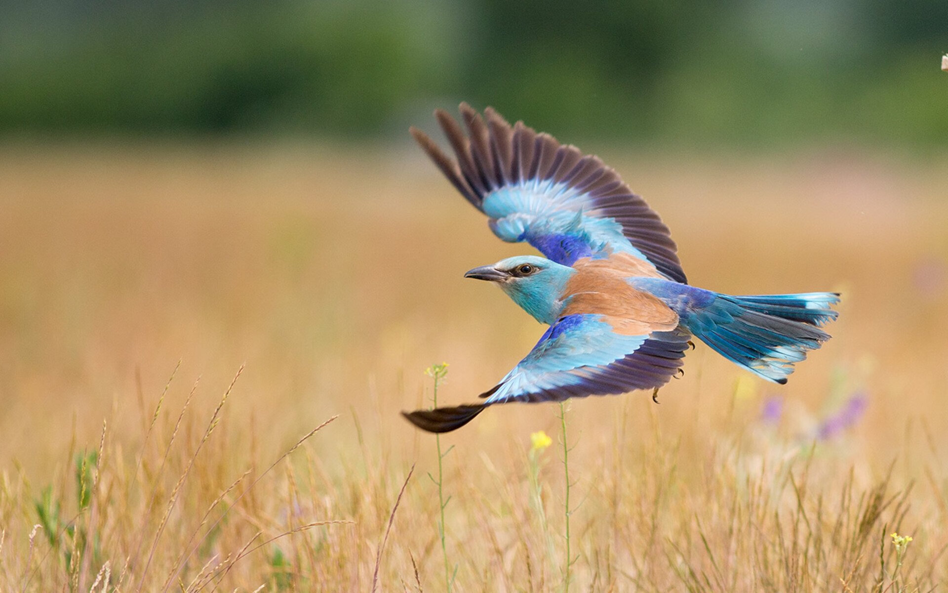 爱游戏-利物浦迎战布莱顿，范戴克是否能确保防线稳固？，利物浦买范迪克多少钱