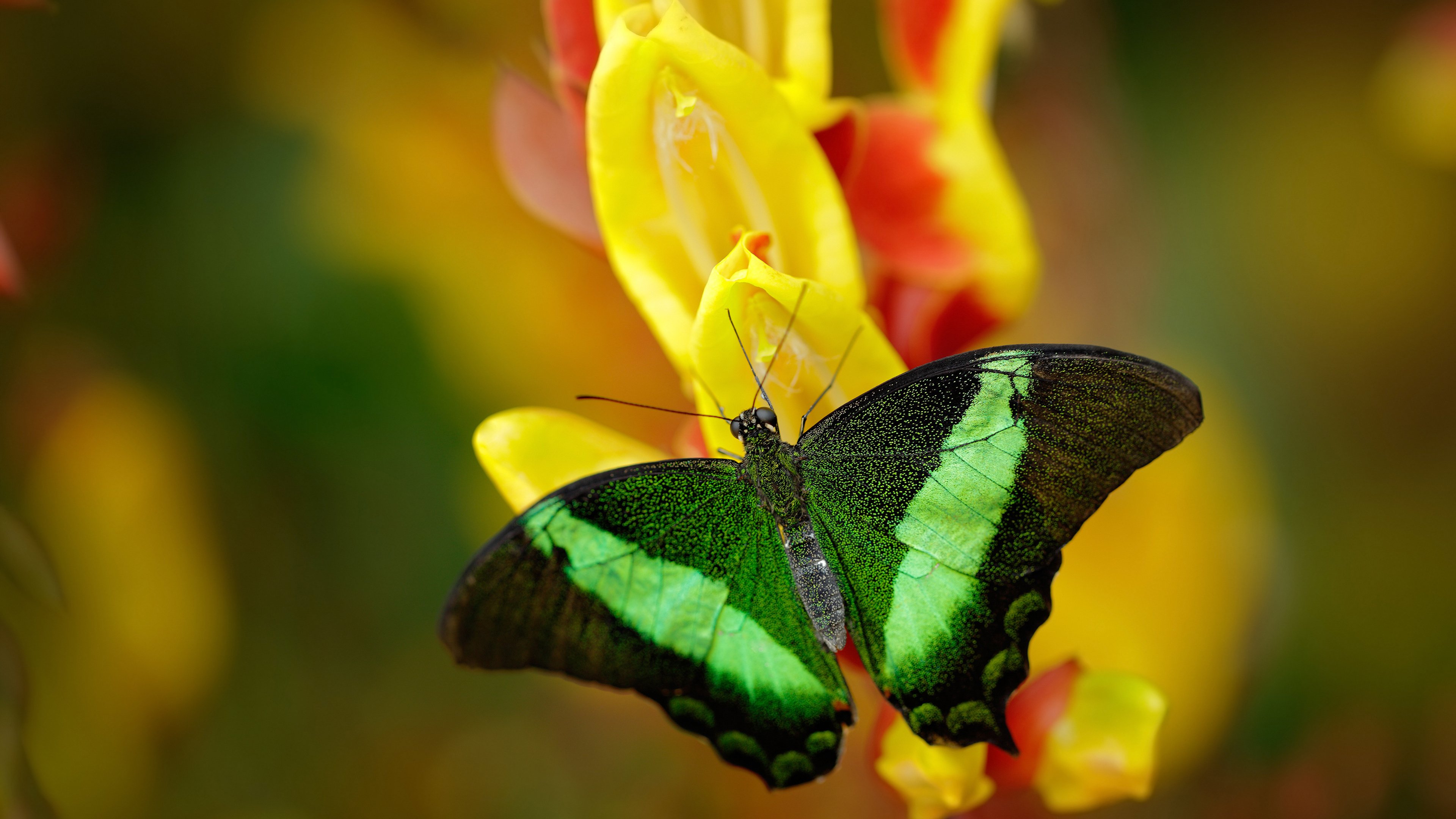 爱游戏 电竞-哈登交易风波再起，火箭队备受关注，火箭哈登交易细节