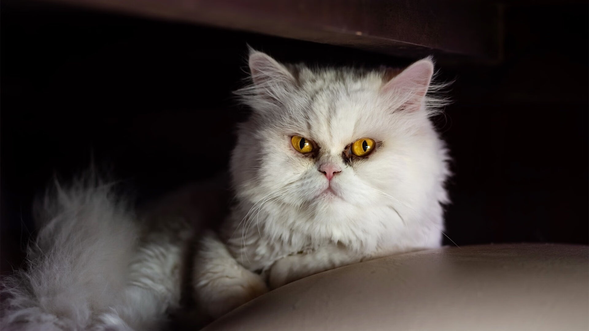 爱游戏官方网站-墨西哥击败德国，晋级冬奥会足球八强，墨西哥男足奥运会冠军阵容