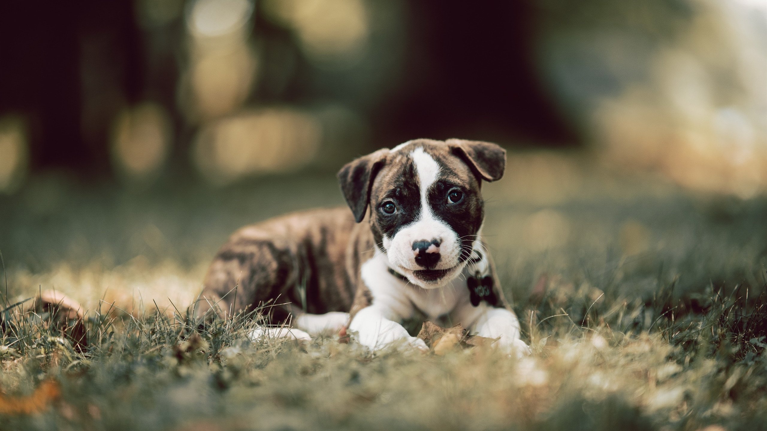 布鲁诺·卡博克洛成为NBA国际化象征，布洛克vs卡里