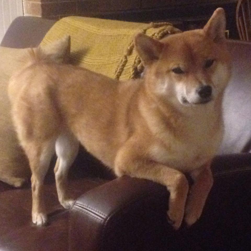 爱尔兰女足选手实力出众，挑战劲敌取胜，爱尔兰足球队名单