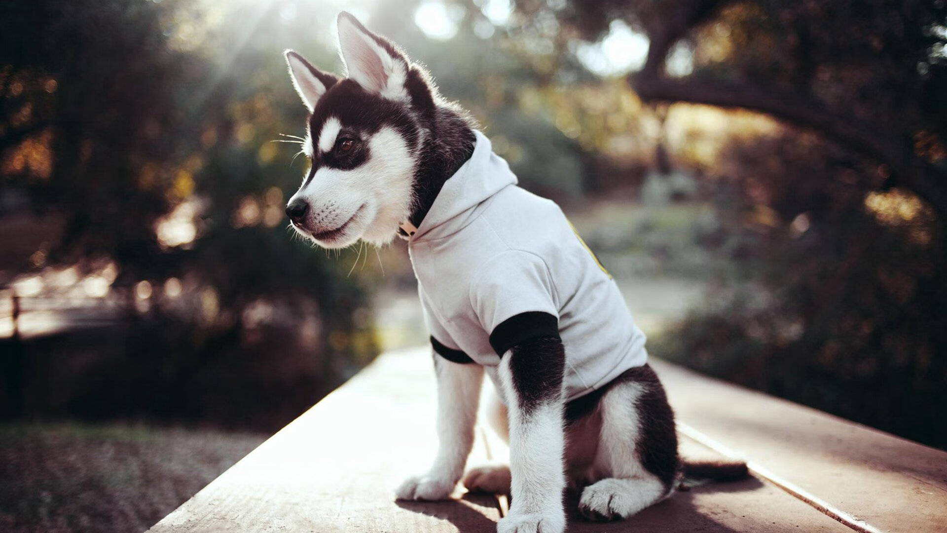 AYXSPORTSAPP-精妙配合下球队实力逐渐展现，精彩对决悄然上演，经典配合进球