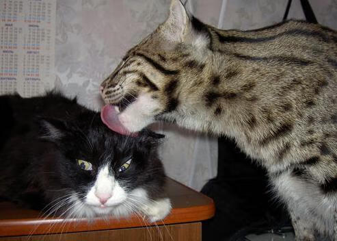 花样百出!国内足球赛事节节高潮,播放国内足球