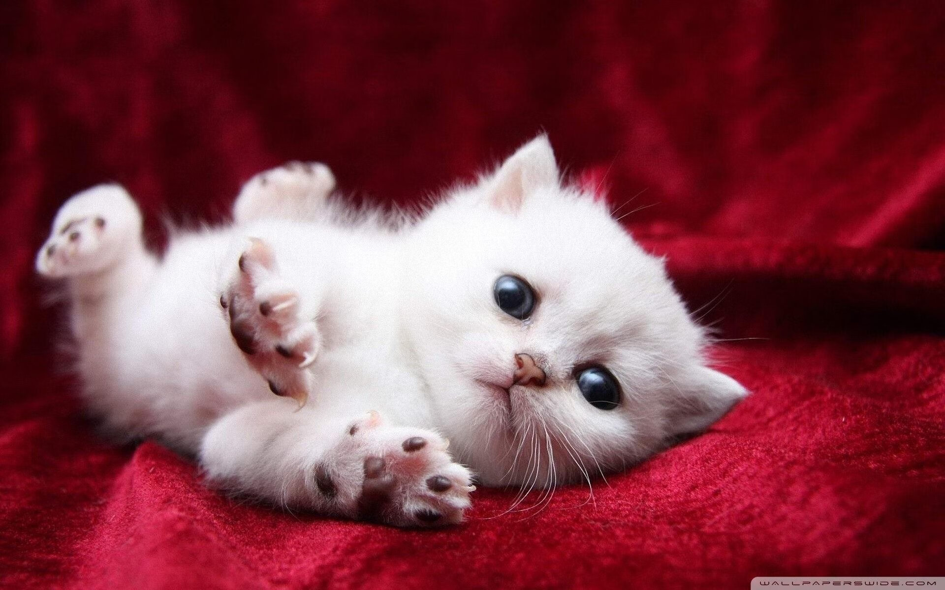 世界级蛙泳划水深度对比图，蛙泳世界冠军速度