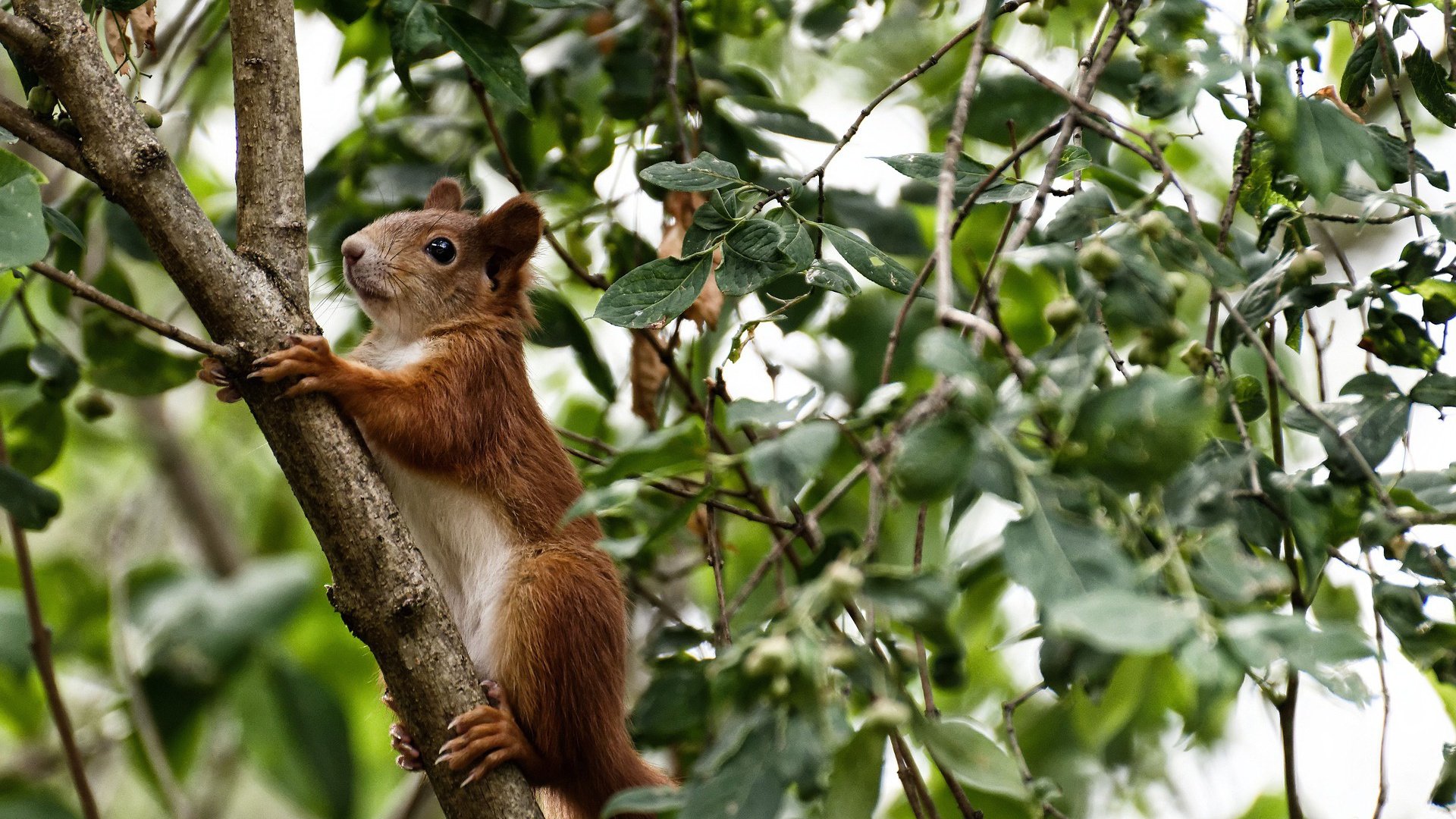 中国男篮提升临场沟通与协防反应速度,中国男篮的消息