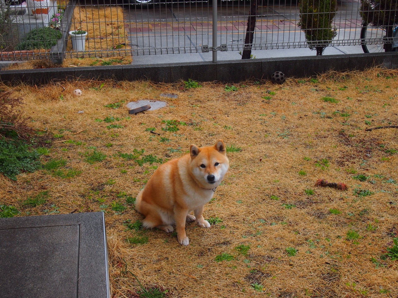 国家队教练频繁更换影响球队稳定,国家队教练要求