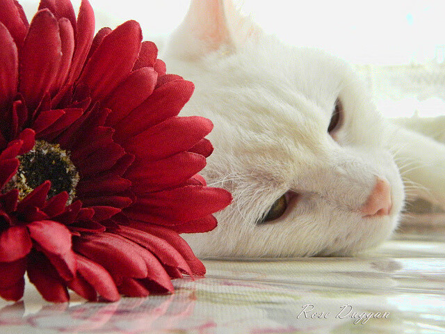 高校体育教研成果纳入国家课题评选体系，高校体育科研课题题目