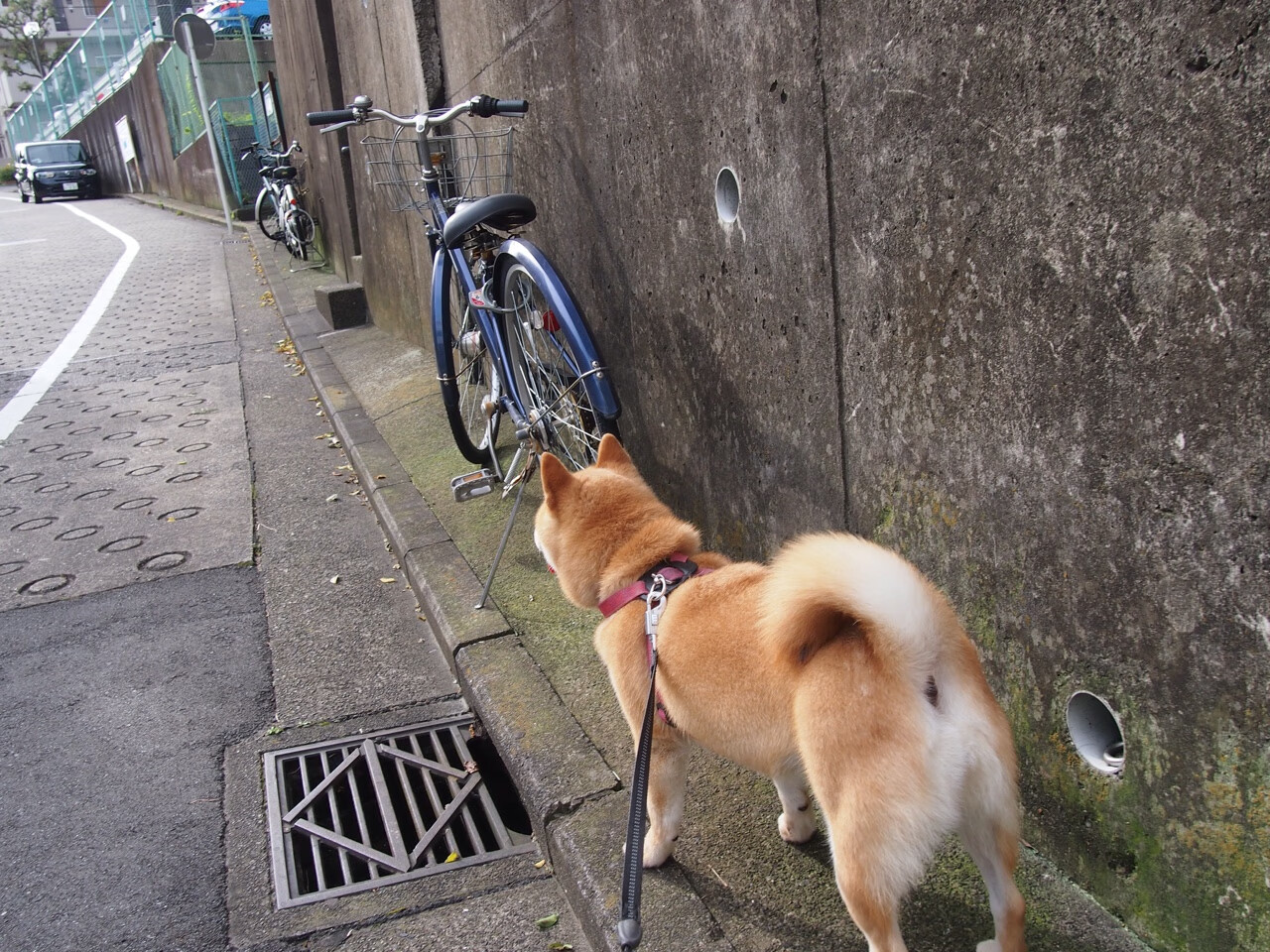 塞尔维亚女篮在欧洲锦标赛中发挥出色,力争登顶冠军宝座,塞尔维亚女篮欧洲排名