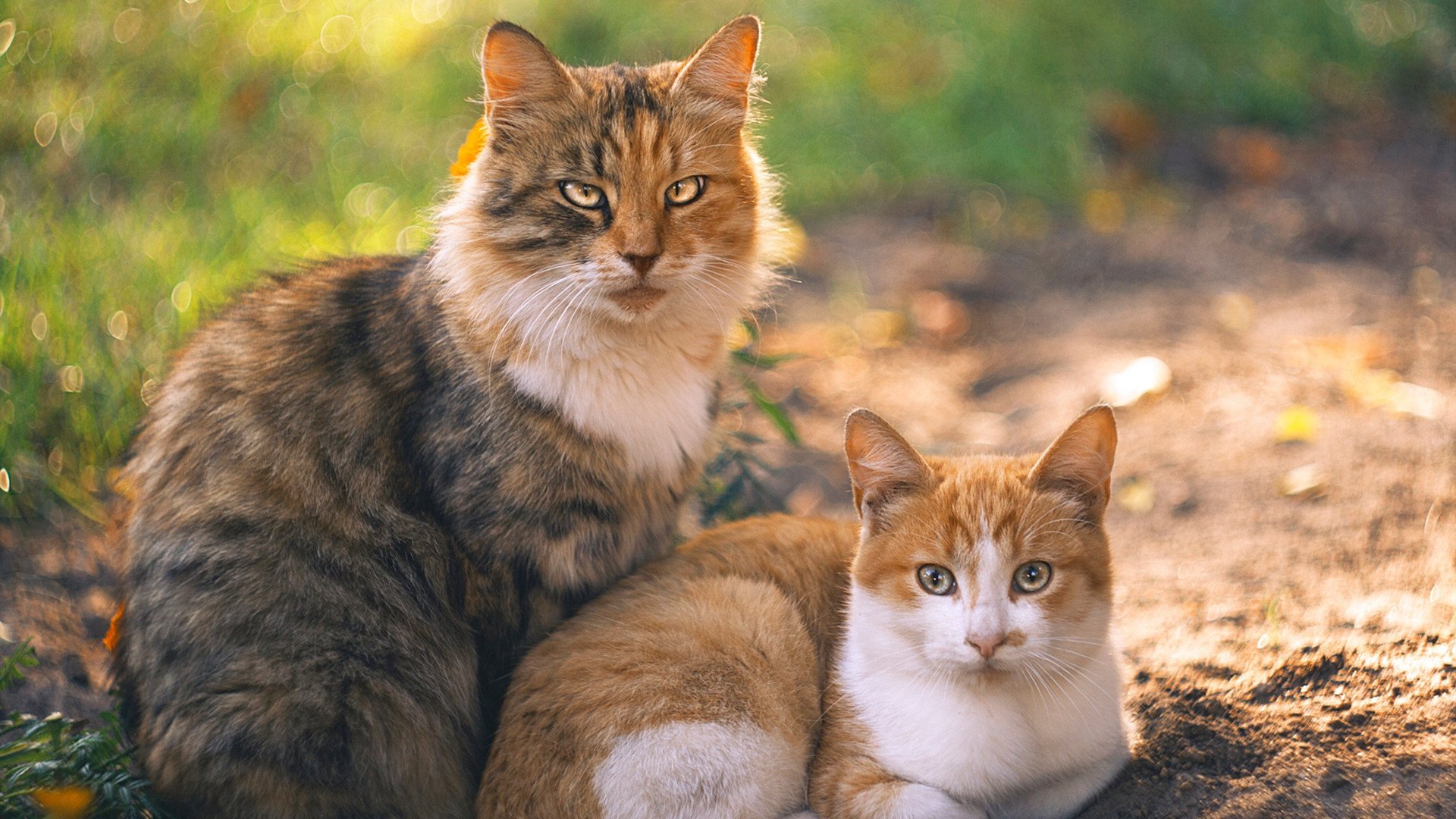 谢佩玲10米跳台决赛夺冠有望,谢佩岐是谁