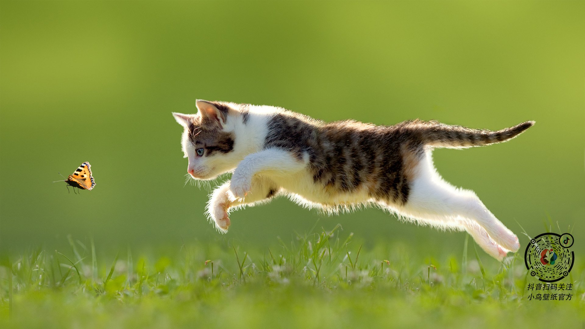 鹈鹕组织球队内部对抗提升实战感觉，鹈鹕队中文网